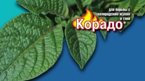 Корадо — Действует! Надежно! 5 секунд