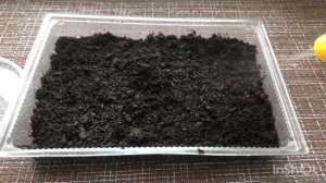 Сажаем Мальву на рассаду. Мальва Четерз смесь. Часть 1.