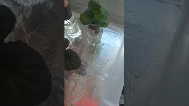 фиалки, фиалки фото, тепличка для фиалок в домашних условиях, полив фиалок через фитиль, смотреть онлайн