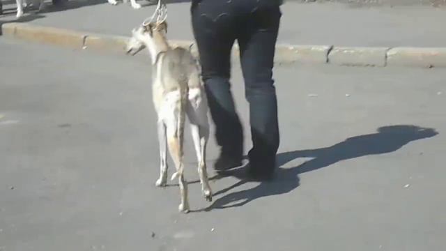 Весенний МООиР 2014, средняя. гр. сука (Киев) смотреть онлайн