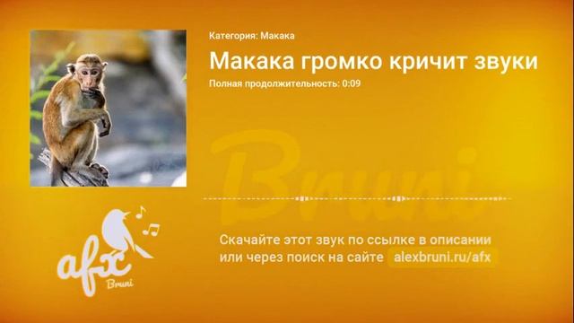 Звук: Макака громко кричит звуки смотреть онлайн