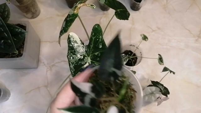 Как адаптировались цветочки из совместных закупок ?? смотреть онлайн