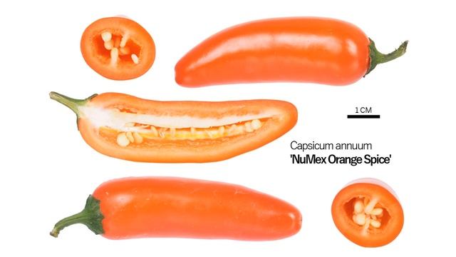 Обзор сортов острых перцев халапеньо смотреть онлайн