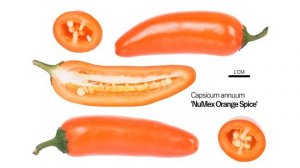 Обзор сортов острых перцев халапеньо