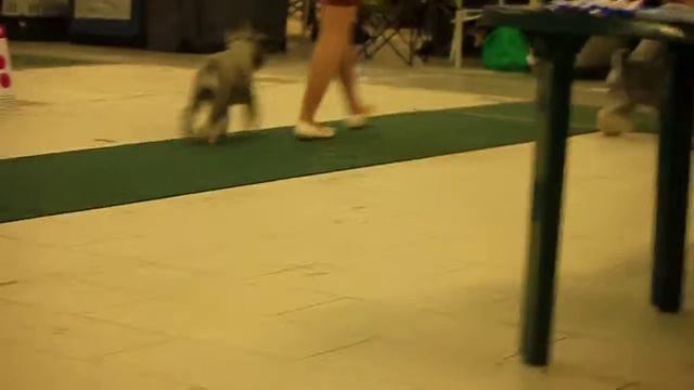 БН 2014 Цвергшнауцер окрас перец с солью Суки Открытый класс смотреть онлайн