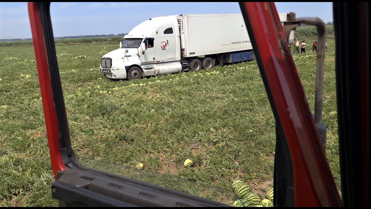Арбуз транс всей семьёй)! смотреть онлайн