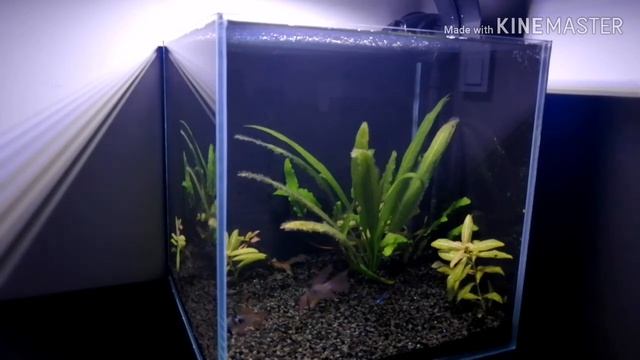 Аквариум 15 литров. Апистограммы, петушок и неоны. Aquael Versamax Mini