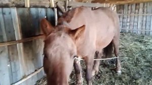 Помогите определить жерёба кобыла или нет? Постригли лошадей.