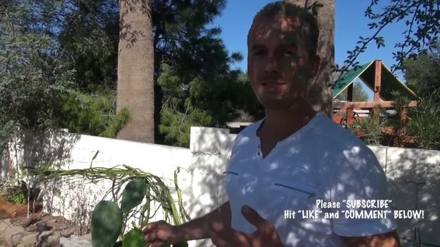 Top 10 Edible Plants, Cactus, and Trees for the Arizona Desert! смотреть онлайн