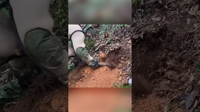 Загадочная белая метка: Азиатские шершни и человек смотреть онлайн