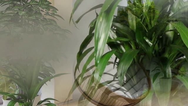 Какая вода идеальна для полива комнатных цветов. смотреть онлайн