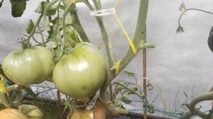 Томат Вова Путин