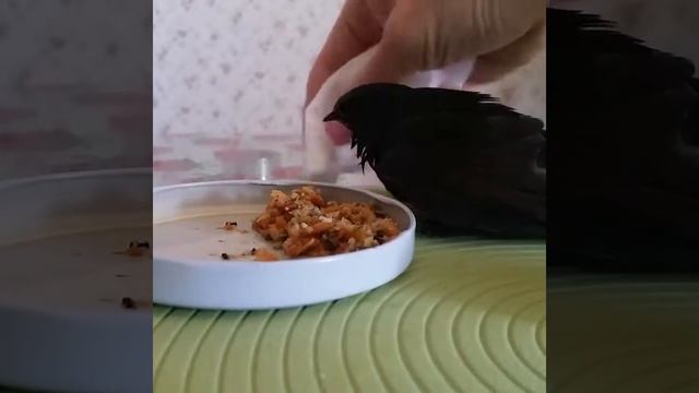 Стриж и его жизнь. Кушает и пьет самостоятельно смотреть онлайн