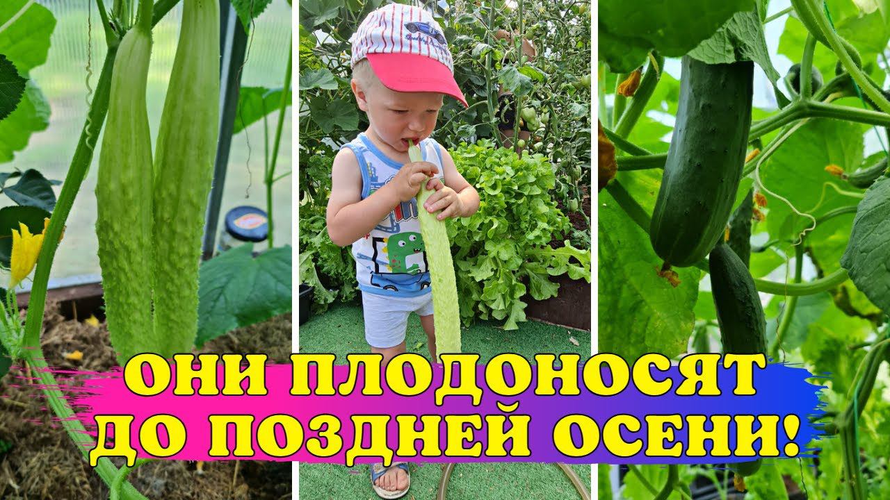 ПЛОДОНОСЯТ до ПОЗДНЕЙ ОСЕНИ! СУПЕР вкусные и УРОЖАЙНЫЕ ОГУРЦЫ ДЛЯ САЛАТОВ смотреть онлайн