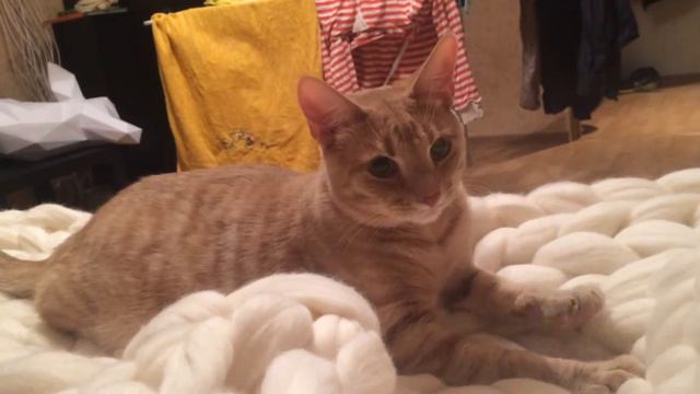 Cat and плед смотреть онлайн