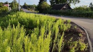 VID 20220715 060402 Встану я в утро туманное...1901(А. Блок)...Павел Васильев Лахтинский