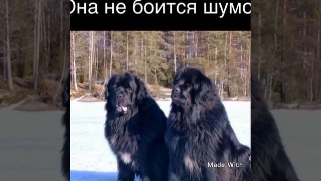Топ 5 самых добрых собак в мире смотреть онлайн