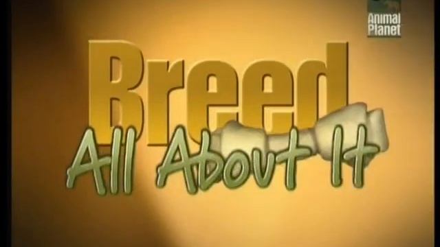 Всё о породе. Шотландский терьер. Скотчтерьер. смотреть онлайн