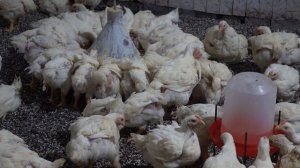 ПОЛНАЯ, ПОЭТАПНАЯ ТЕХНОЛОГИЯ ВЫРАЩИВАНИЯ БРОЙЛЕРОВ /ВЫГОДНО ЛИ ВЫРАЩИВАТЬ БРОЙЛЕРОВ В 2021