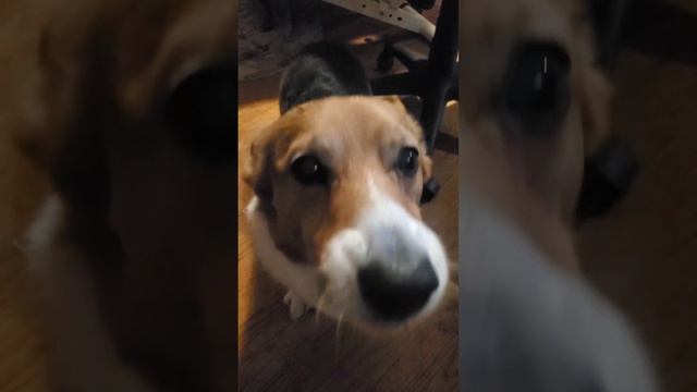 Animal House #yorgi #corgi #yorkshireterrier