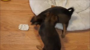 Щенки русского длинношерстного той- терьера.Puppies are long-haired Russian toy Terrier.