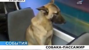 Собака ездит на трамвае