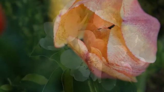 " А я то думал , вы счастливая. " смотреть онлайн