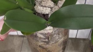 Орхидея не цветет, а листья растут! Как заставить цвести орхидею?