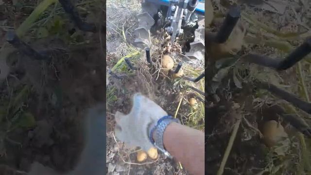 Как быстро выкопать картошку. смотреть онлайн