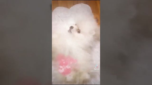 Щенок померанский шпиц Мишка БУ Spitz Pomeranian