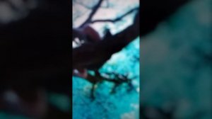 сергей сарычев осенние кустарники