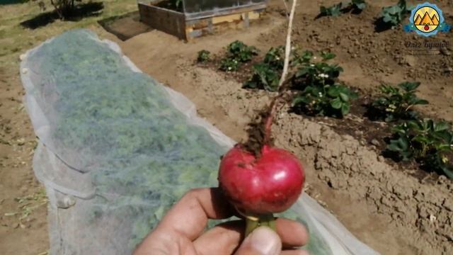 Первый урожай редиски на даче смотреть онлайн