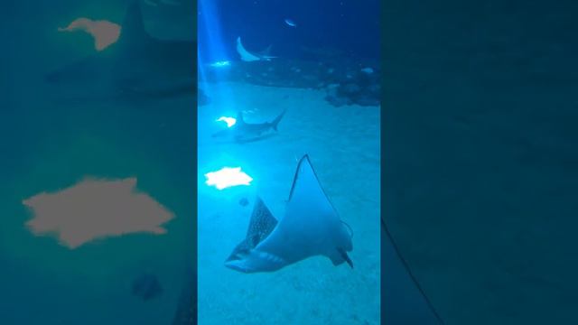 Позитивный Эйлат. Летний отдых (Израиль) смотреть онлайн