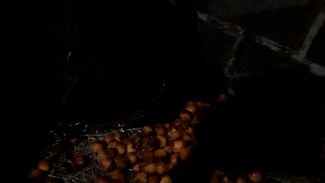 Что будет с коровой если ей дать : абрикосы, персики и сливы* смотреть онлайн