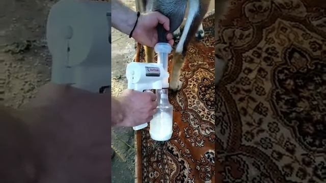 Ручной доильный аппарат для коз. Практика использования. смотреть онлайн