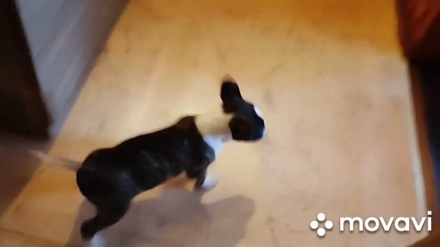 Бультерьер щенок/знакомство с домом/Bull Terrier Puppy смотреть онлайн