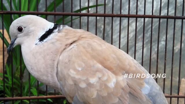 Ring necked Dove Call | Bird Sounds смотреть онлайн