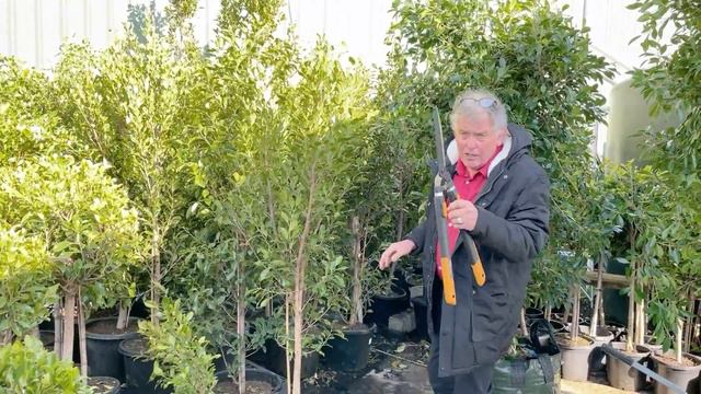 Ficus Hedge & Topiary 🌳✂️ смотреть онлайн