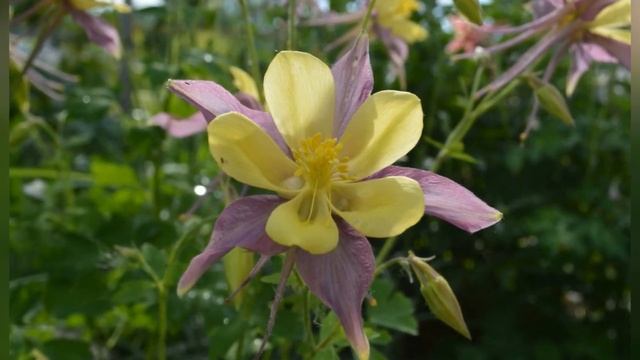АКВИЛЕГИЯ, или ВОДОСБОР (AQUILEGIA) сем. Лютиковые смотреть онлайн
