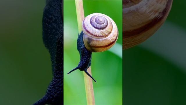 Зубы у улиток | Самые бесполезные факты за 5 секунд #интересныефакты смотреть онлайн