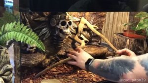 Задний фон в террариум своими руками