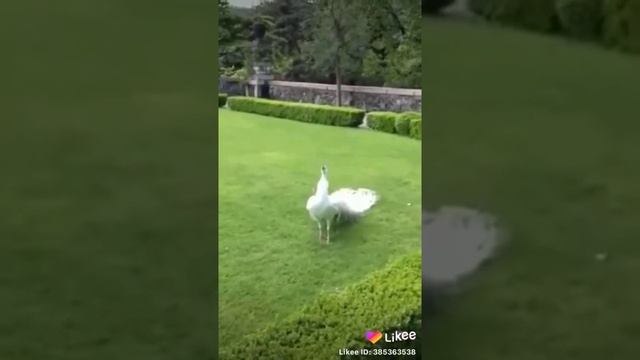 самые белые красивые павлин смотреть онлайн