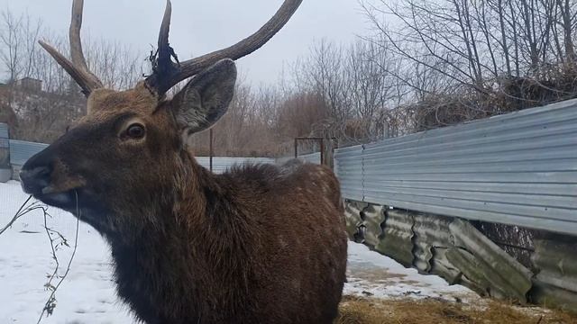 Пятнистый олень с рогами, самец. смотреть онлайн
