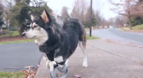 Собака стала снова бегать, благодаря 3-D Hi-Tech! смотреть онлайн