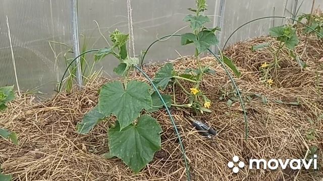 ПОЧЕМУ У ВАС НЕ РАСТУТ ОГУРЦЫ // МОЙ СКАЗ))) // ВАЦАП ДЛЯ ЗАКАЗА КАТАЛОГА 8-915-245-81-59 ПИСЬМЕНН смотреть онлайн