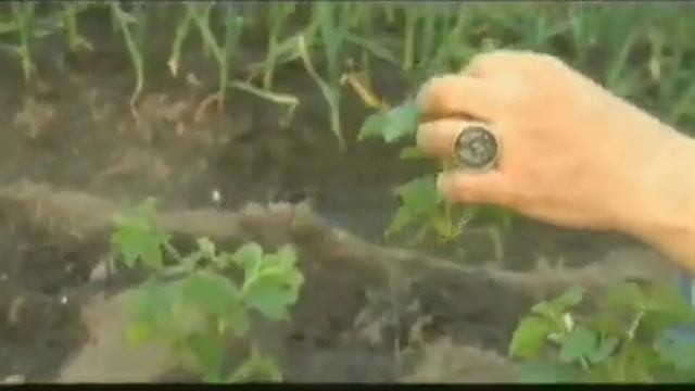 Размножение кустов смородины и крыжовника смотреть онлайн