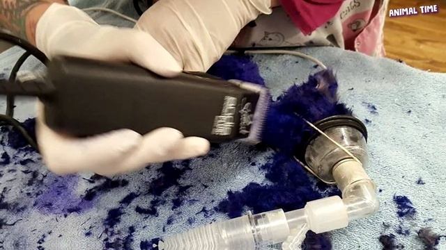 Котенка использовали в качестве приманки для бойцовских собак, но он выжил! смотреть онлайн