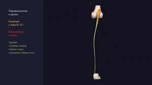 Мышцы Нижней Конечности - 3D Анатомия Мышц Голени