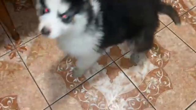 Очень смешные видео щенков мини Хаски Помски . Cute husky . смотреть онлайн