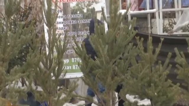Жаңа жылдық шыршаның түрлері